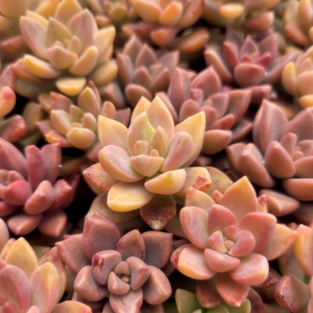 Graptosedum 'California Sunset'