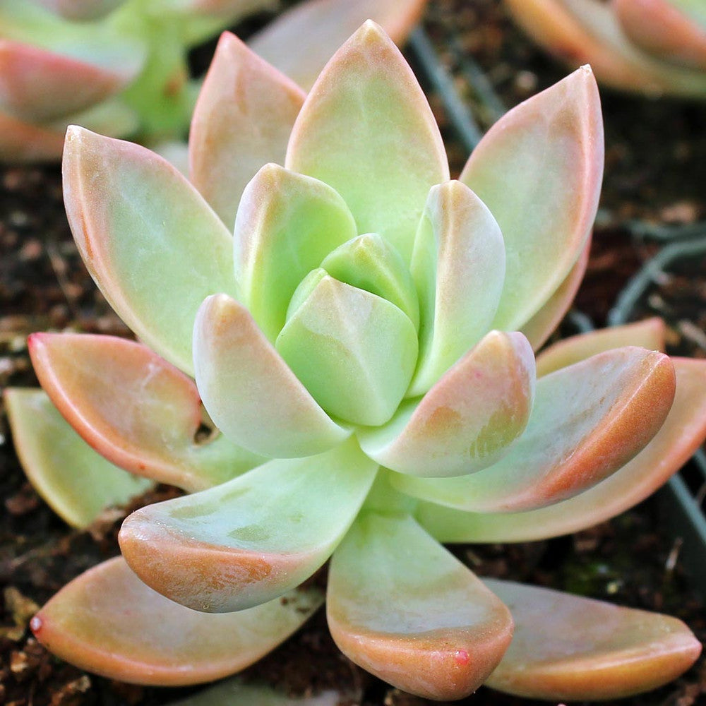 Graptosedum 'California Sunset'