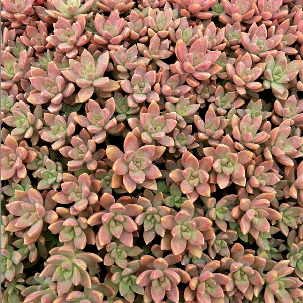Graptosedum 'California Sunset'