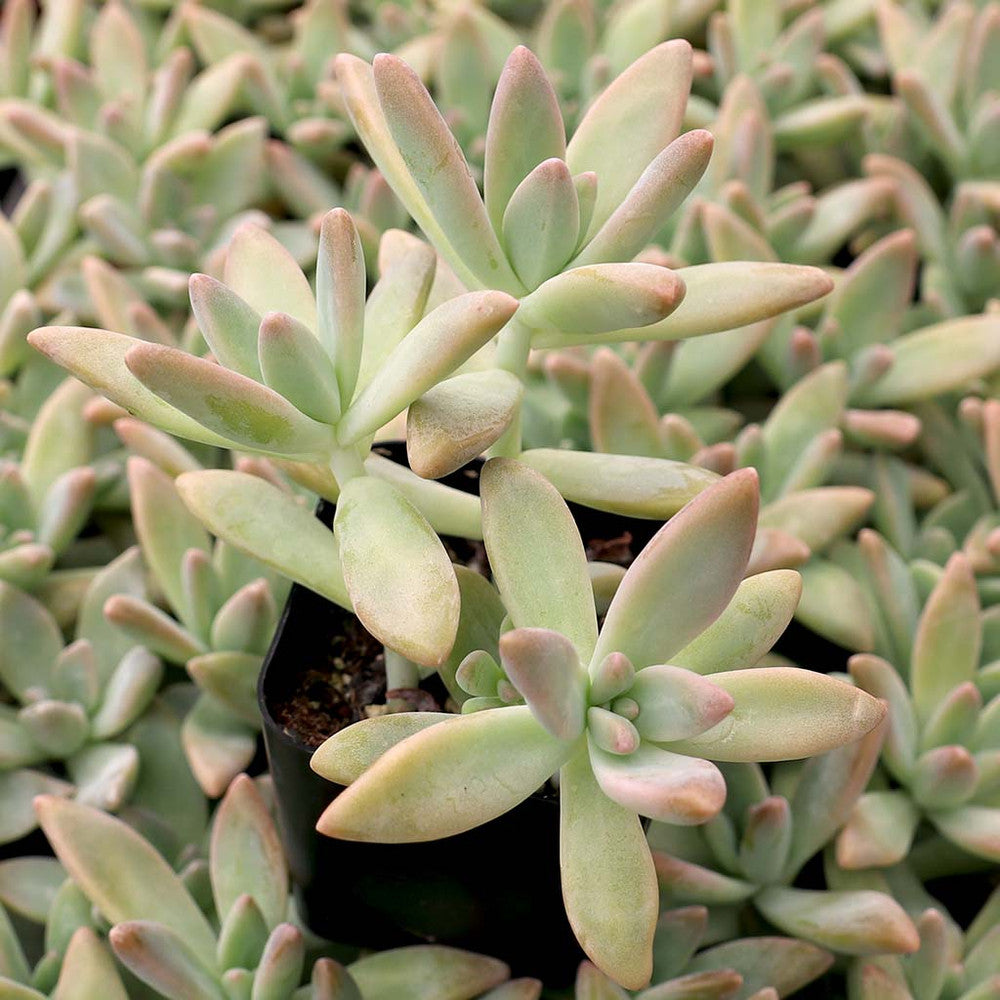 Graptosedum 'Francesco Baldi'