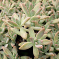 Graptosedum 'Francesco Baldi'