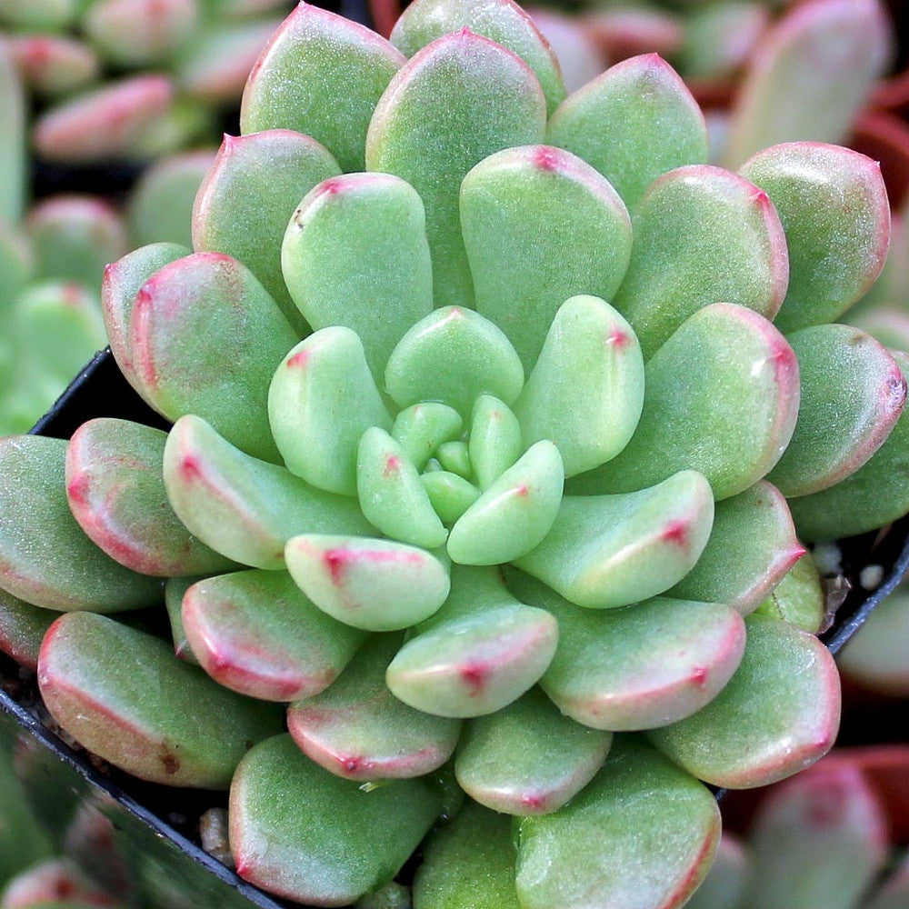 Graptoveria 'Bashful'