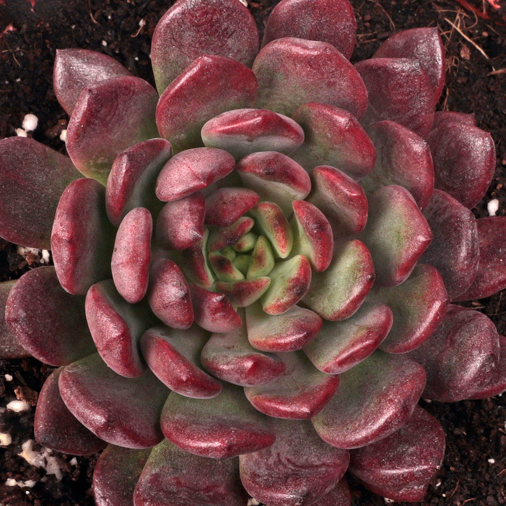 Graptoveria 'Bashful'