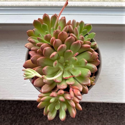 Graptoveria 'Bashful'