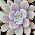 Graptoveria 'Debbie'