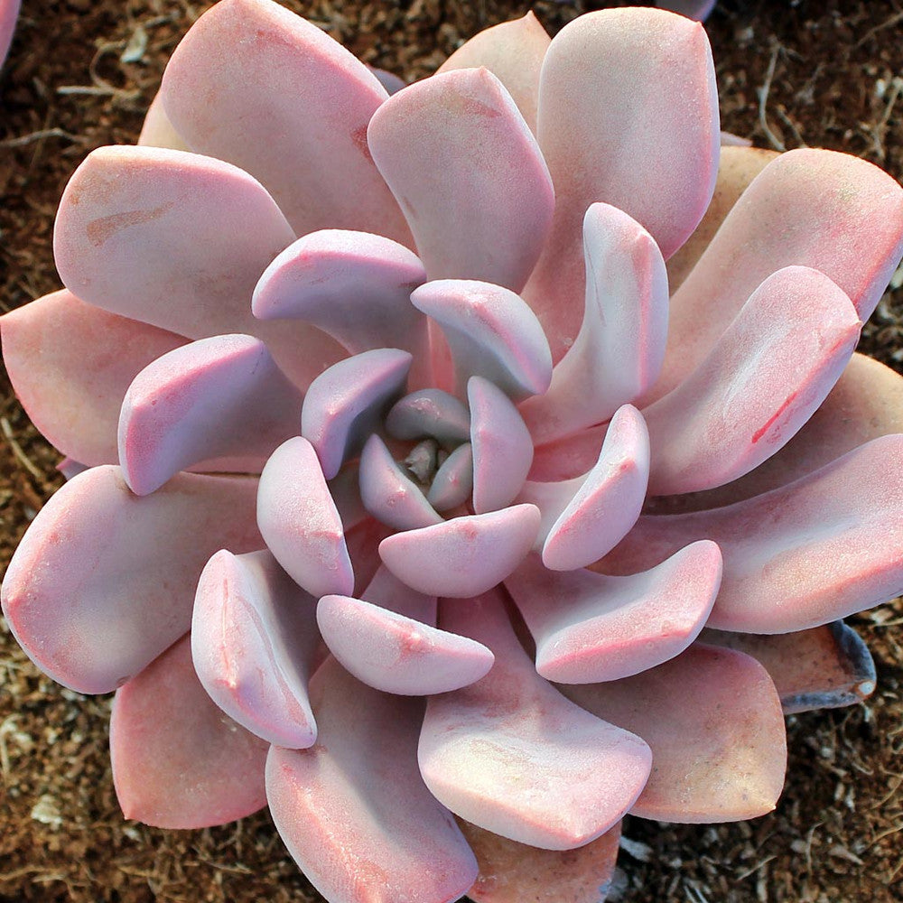 Graptoveria 'Debbie'