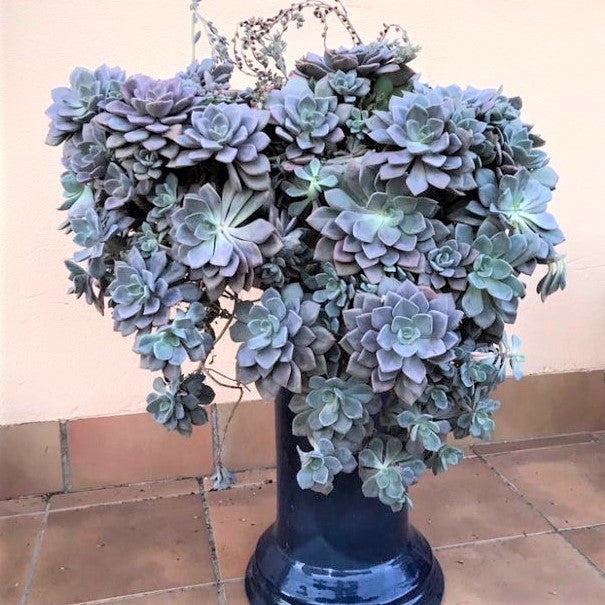 Graptoveria 'Debbie'