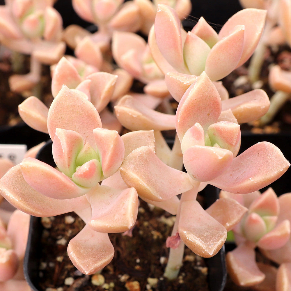 Graptoveria 'Harry Watson'
