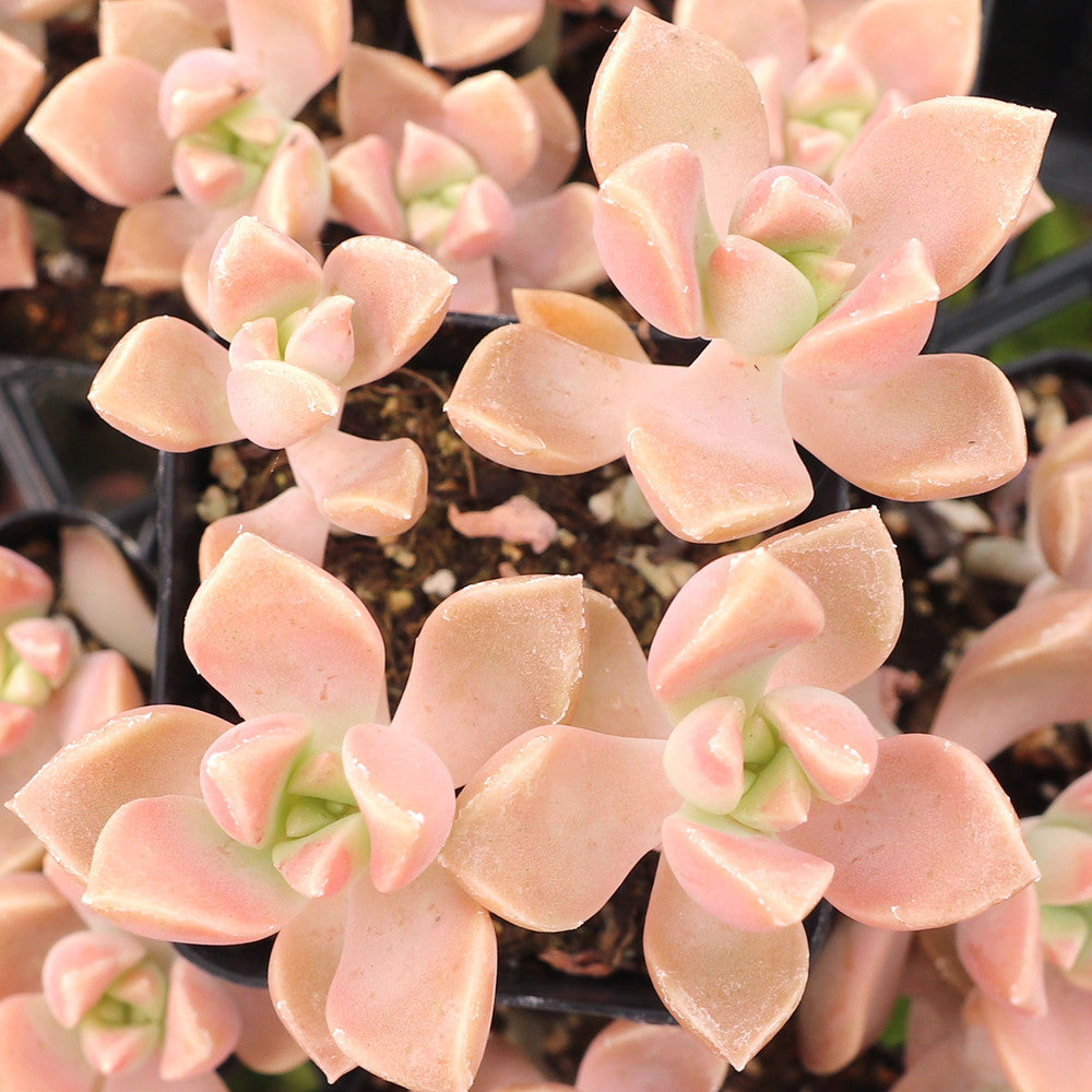 Graptoveria 'Harry Watson'