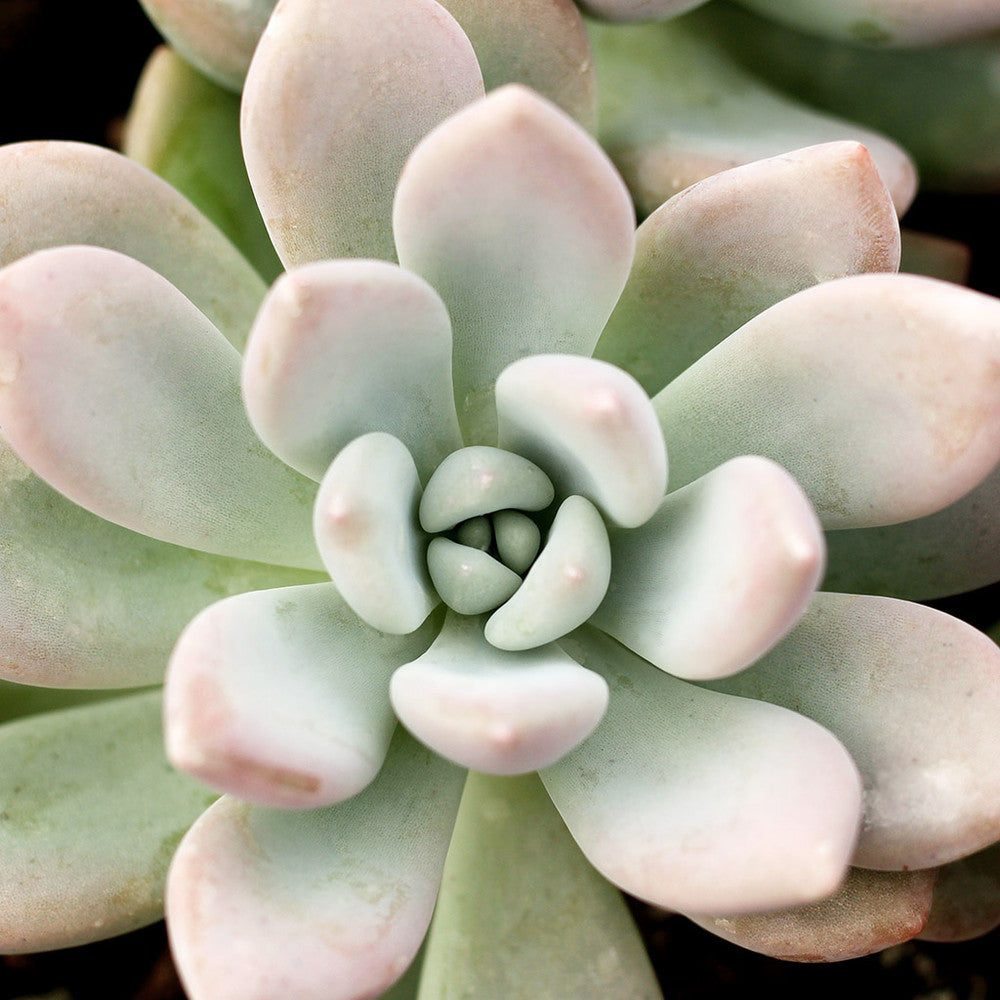 Graptoveria 'Opalina'