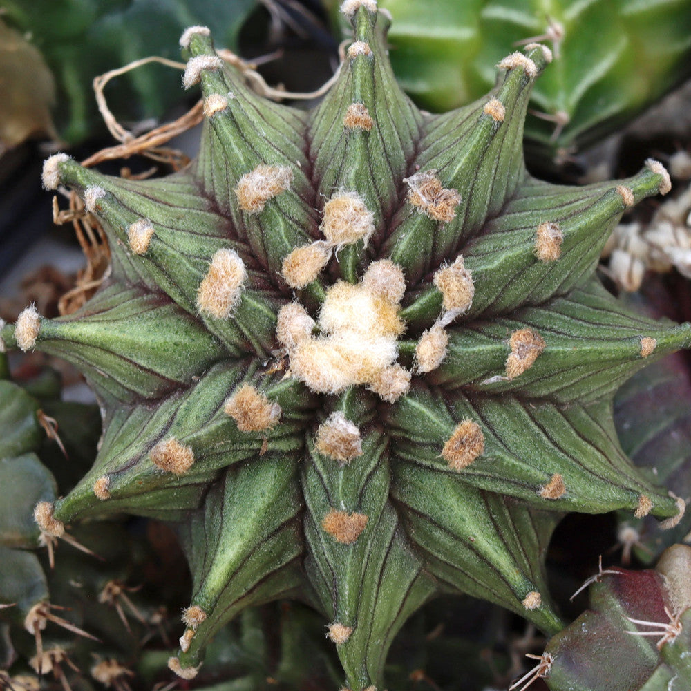 Gymnocalycium mihanovichii f. variegata 'Green' [1.5-2"]