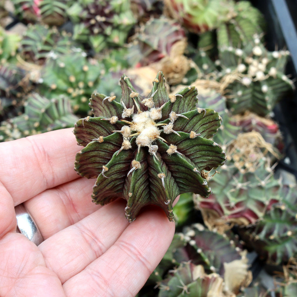 Gymnocalycium mihanovichii f. variegata 'Green' [1.5-2"]