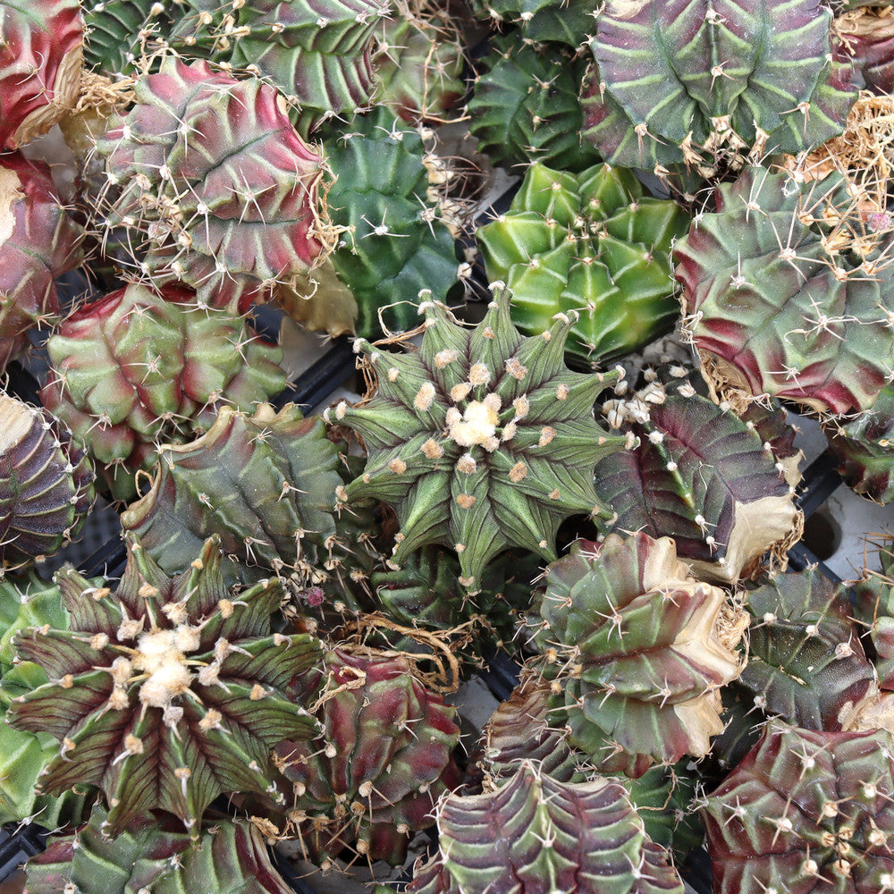 Gymnocalycium mihanovichii f. variegata 'Green' [1.5-2"]