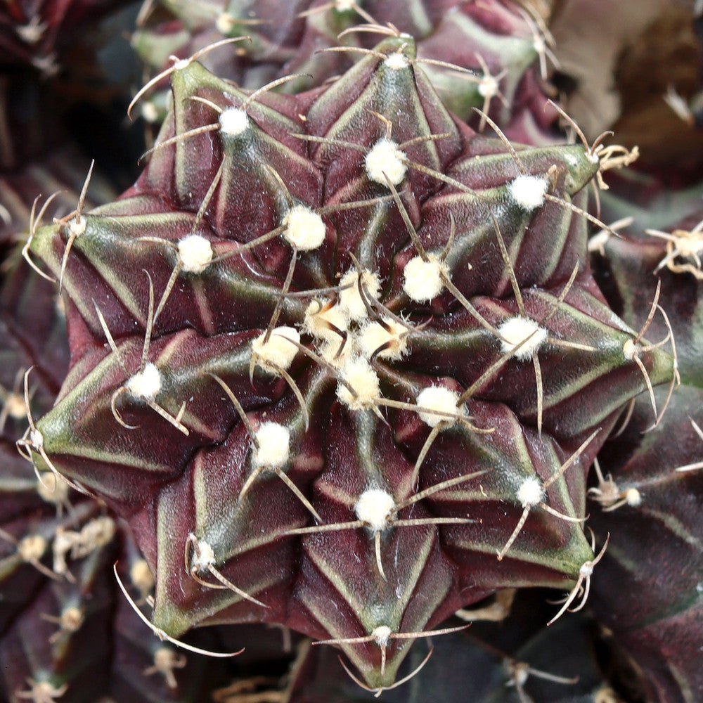 Gymnocalycium mihanovichii f. variegata 'Black Widow' [1-2"] [bare root]
