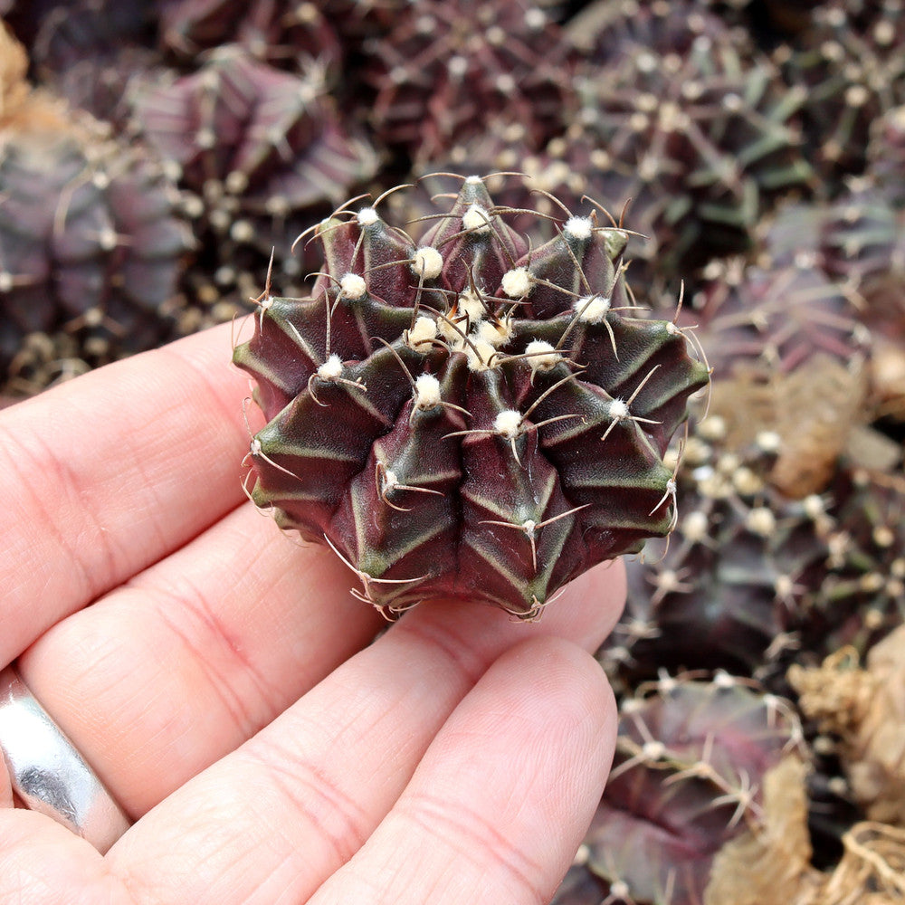 Gymnocalycium mihanovichii f. variegata 'Black Widow' [1-2"] [bare root]