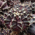 Gymnocalycium mihanovichii f. variegata 'Black Widow' [1-2"] [bare root]
