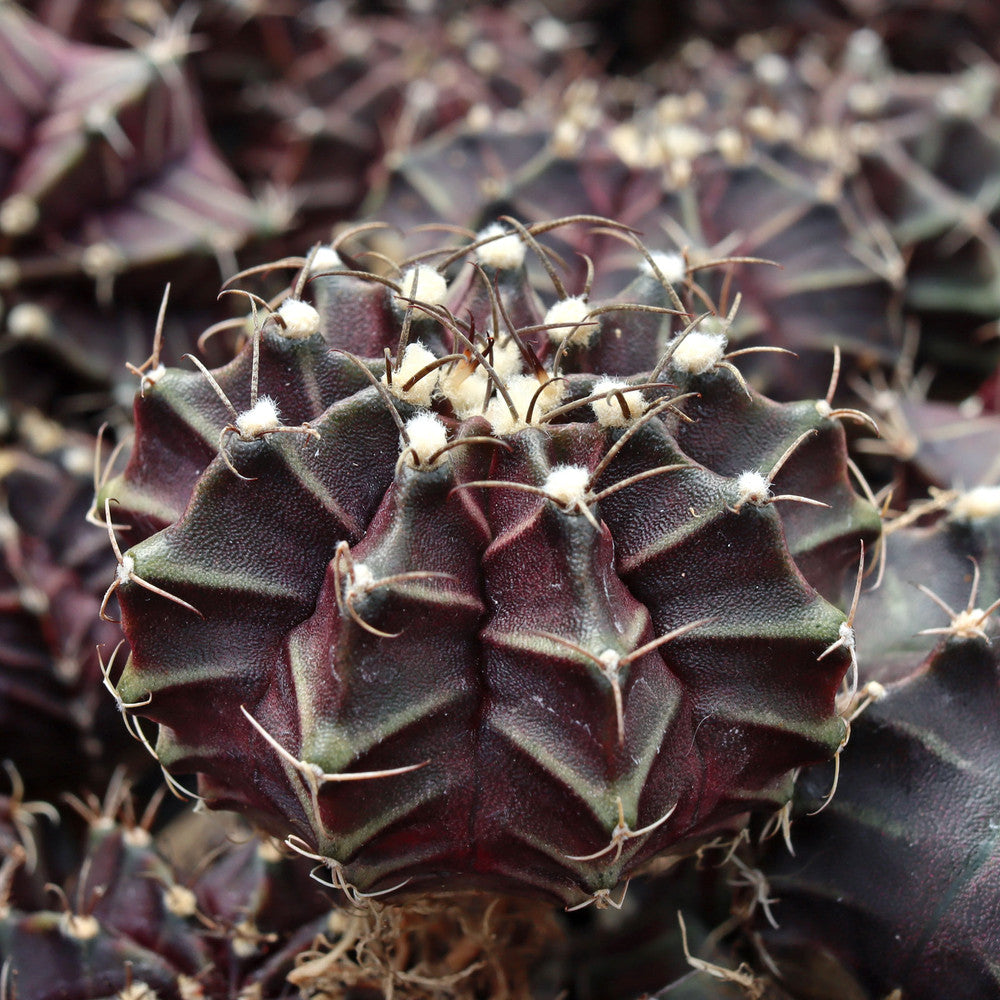 Gymnocalycium mihanovichii f. variegata 'Black Widow' [1-2"] [bare root]