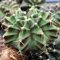 Gymnocalycium mihanovichii f. variegata 'Green' [1.5-2"]