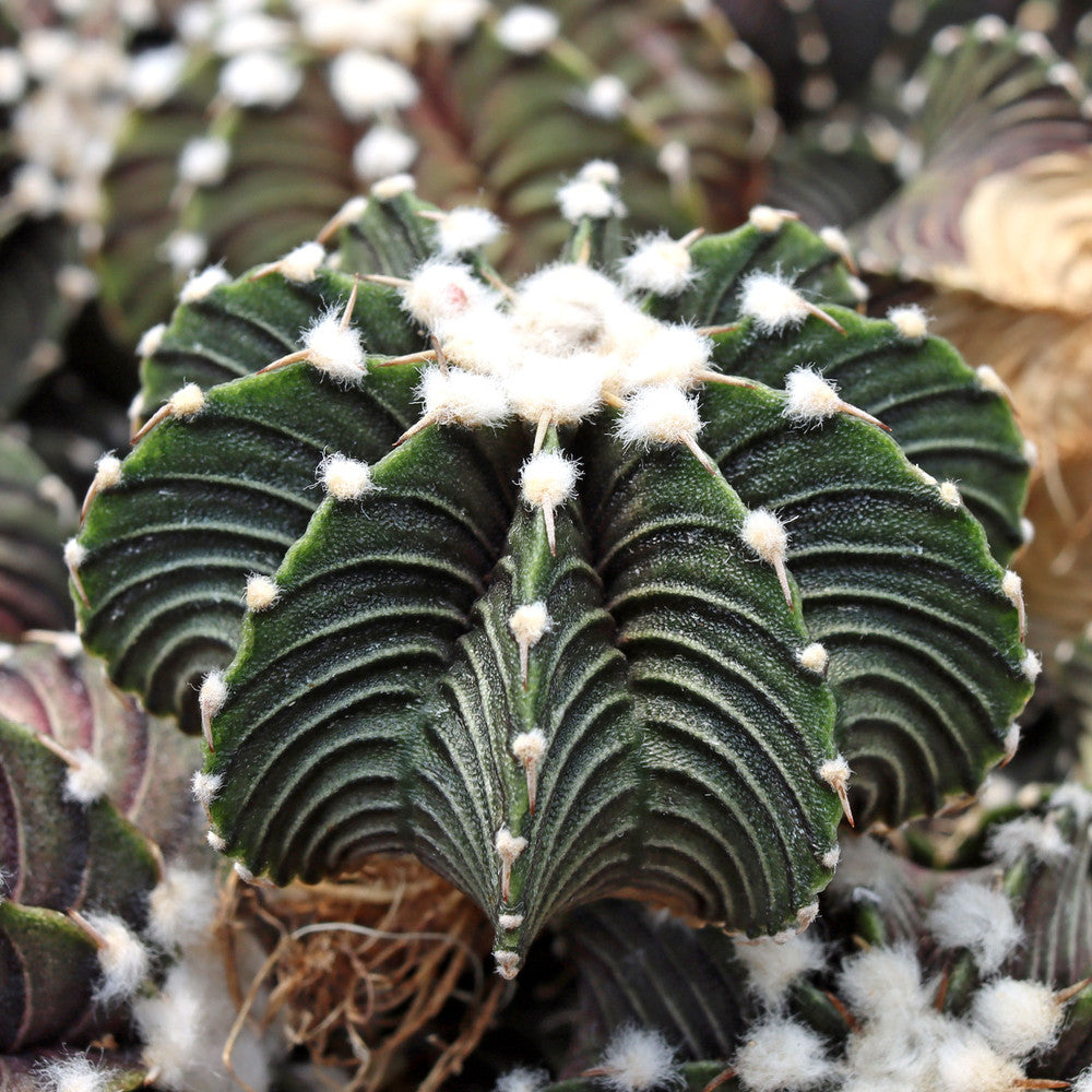 Gymnocalycium friedrichii VOS 1241 [1-2"] [bare root]