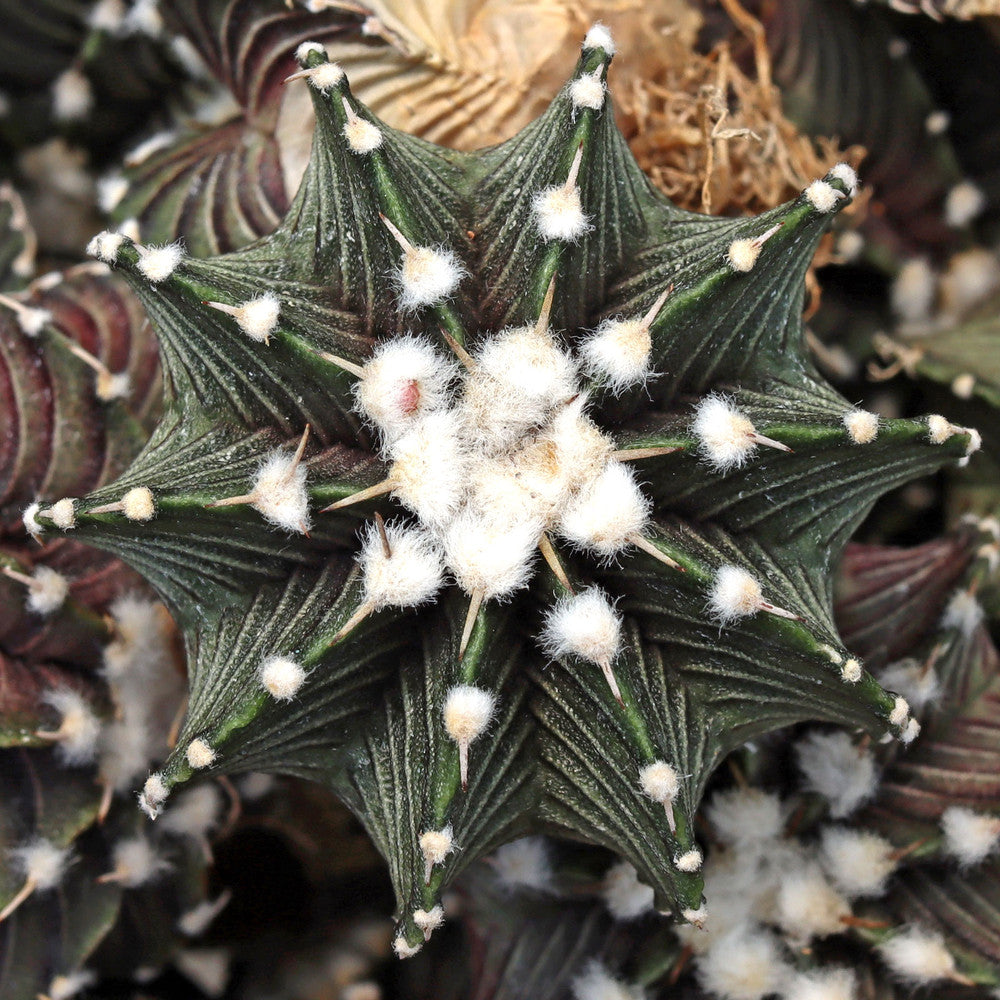 Gymnocalycium friedrichii VOS 1241 [1-2"] [bare root]