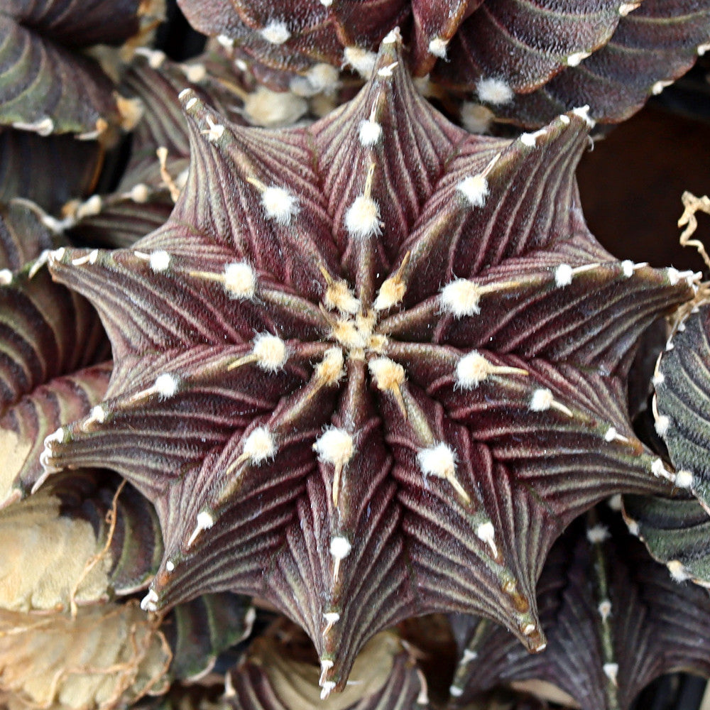 Gymnocalycium friedrichii VOS 1241 Premium [1-2"] [bare root]