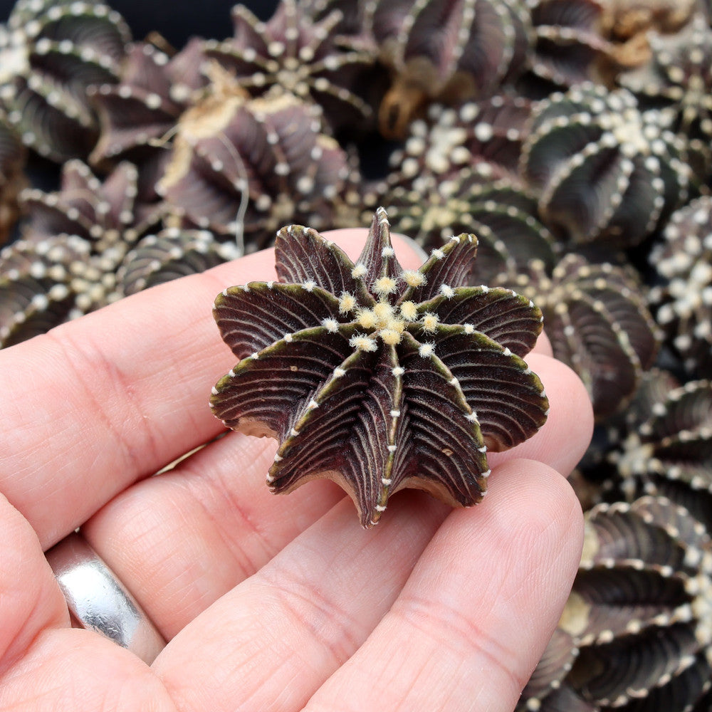Gymnocalycium friedrichii VOS 1241 Premium [1-2"] [bare root]