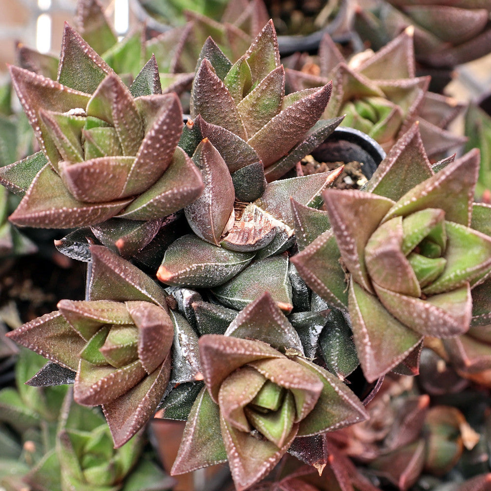 Haworthia resendeana