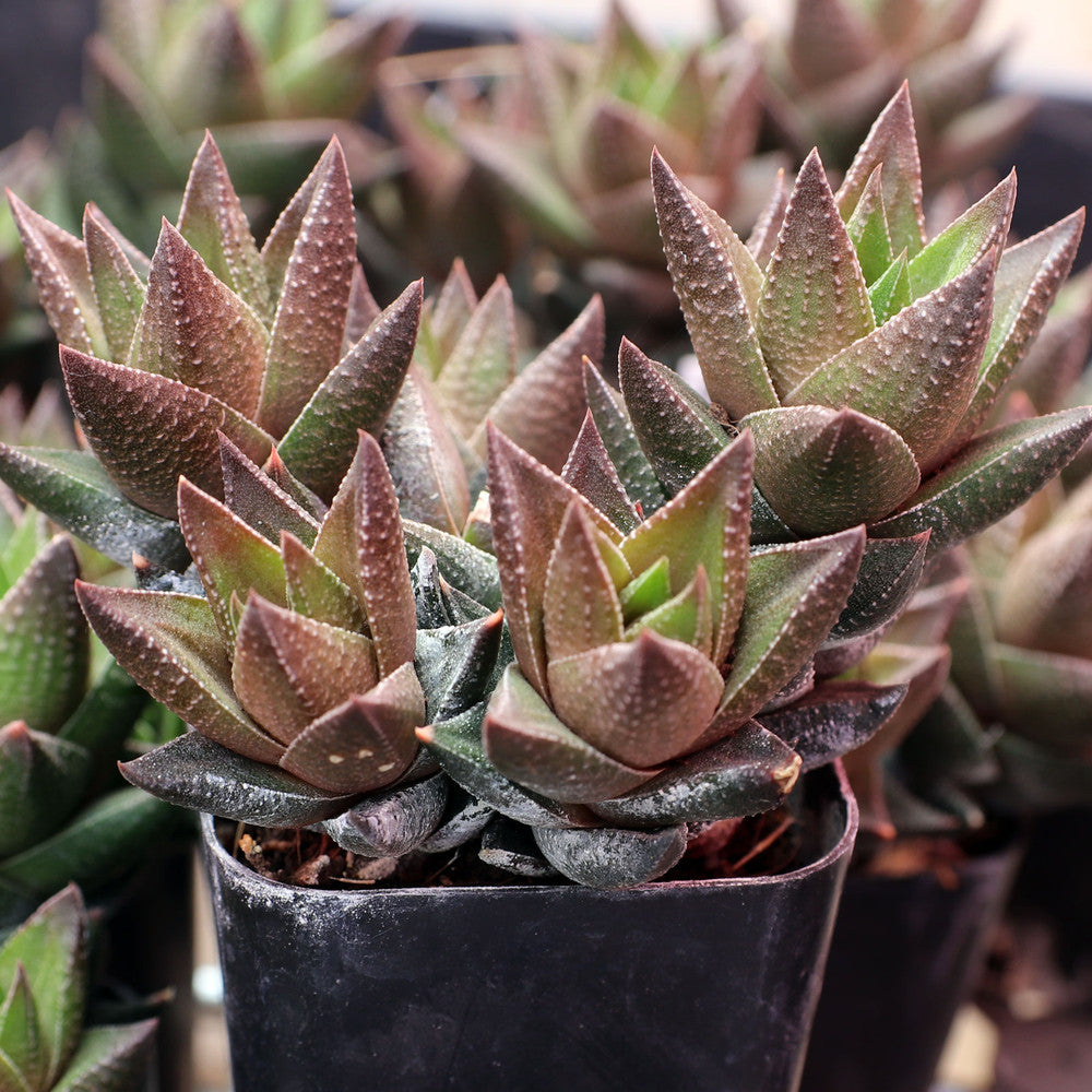Haworthia resendeana
