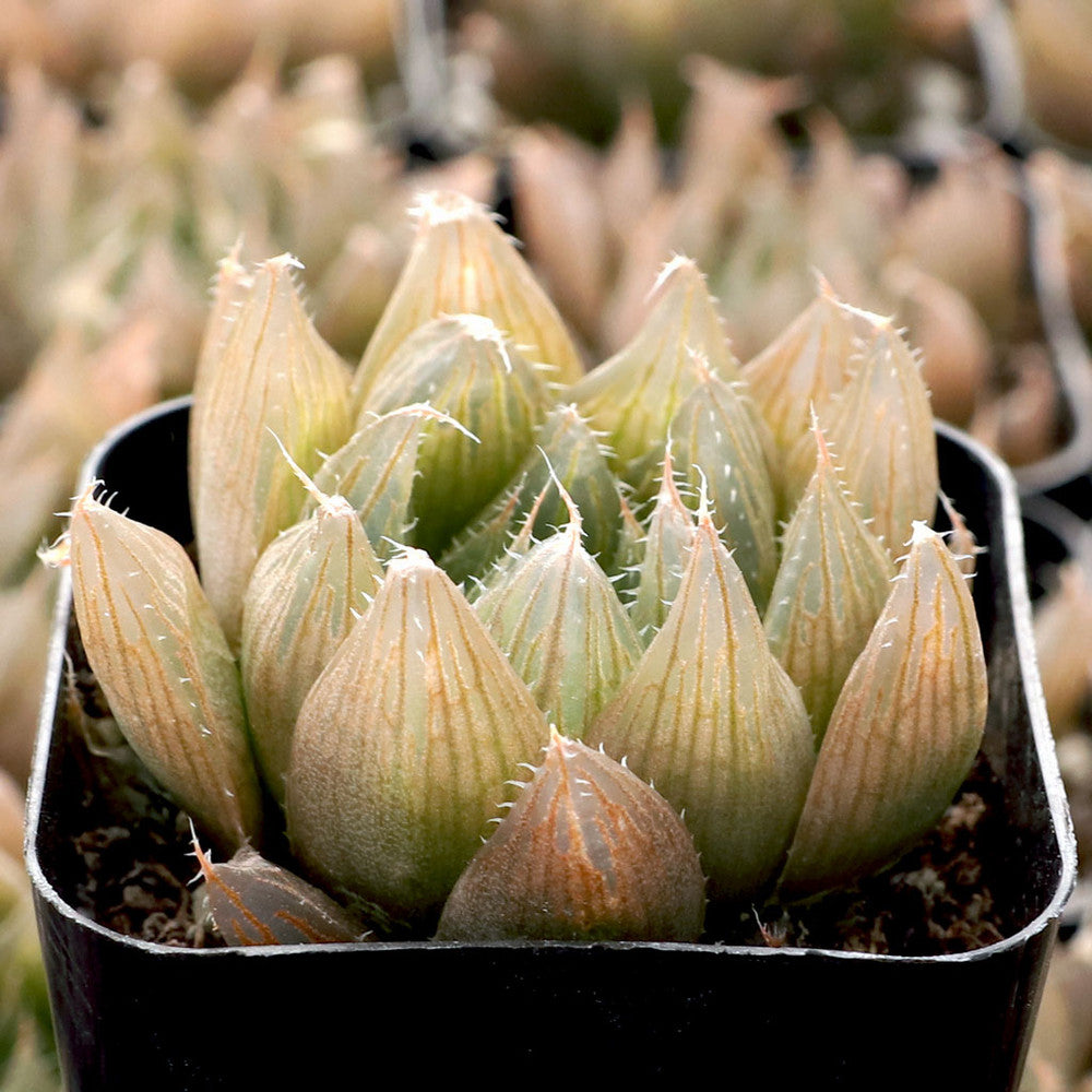 Haworthia cooperi