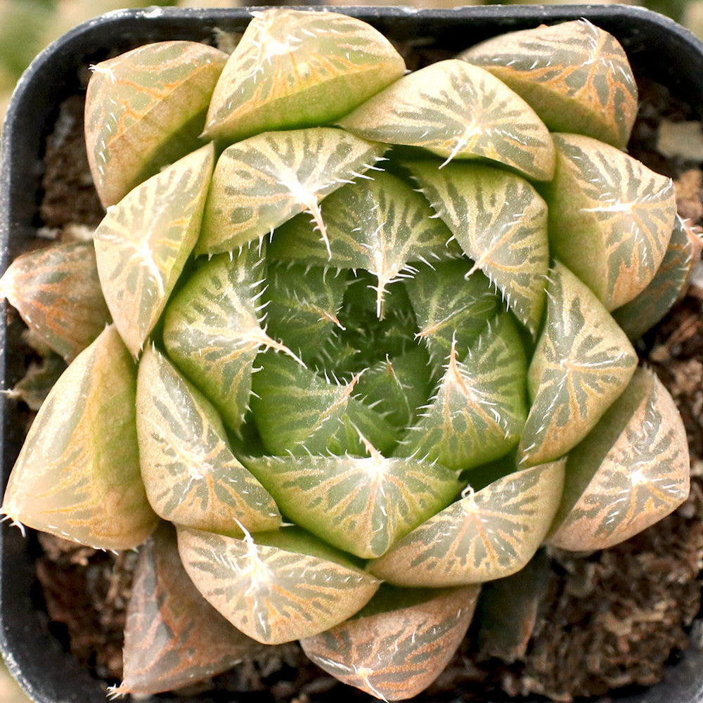 Haworthia cooperi