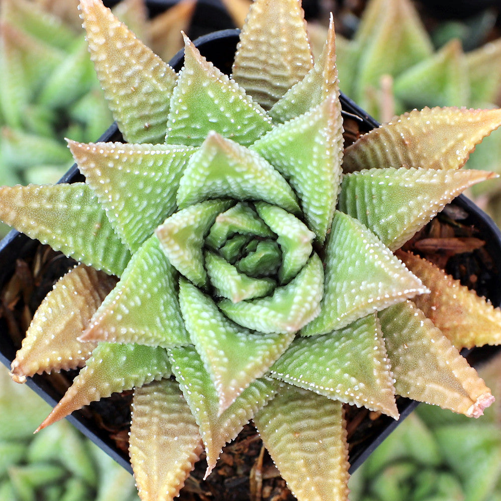 Haworthia limifolia - Fairy Washboard
