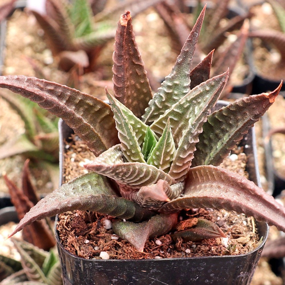 Haworthia limifolia - Fairy Washboard