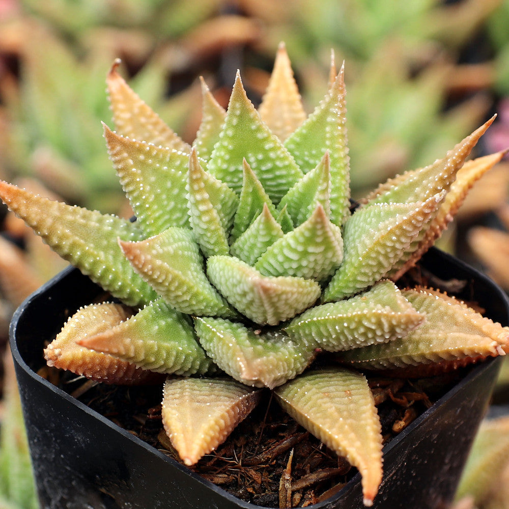 Haworthia limifolia - Fairy Washboard