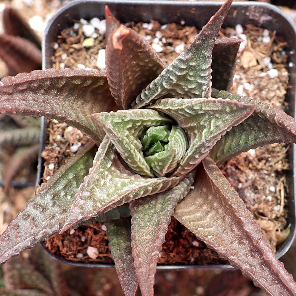 Haworthia limifolia - Fairy Washboard