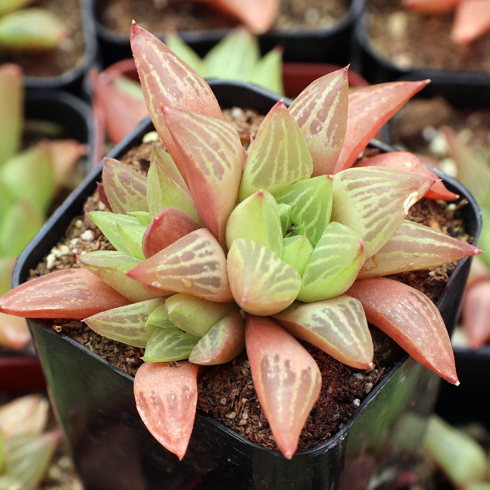 Haworthia retusa f. geraldii