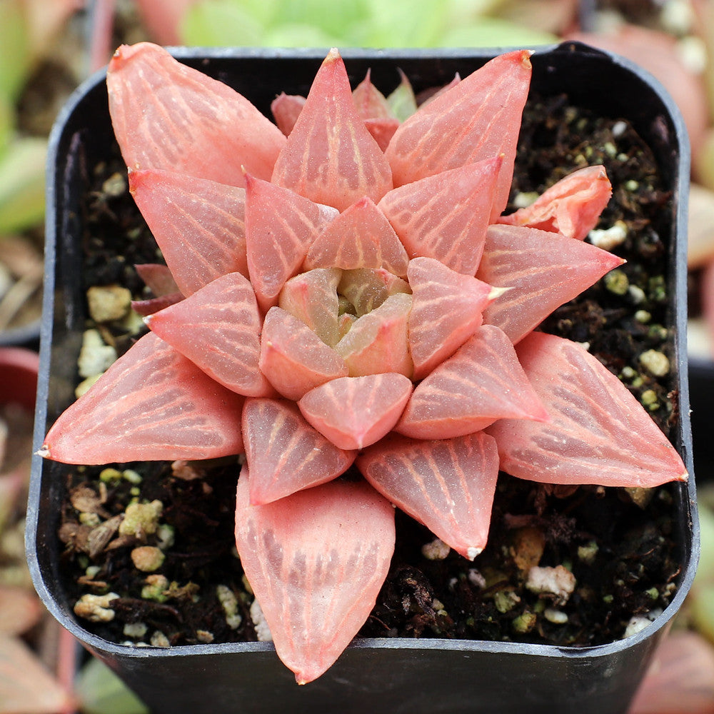 Haworthia retusa f. geraldii