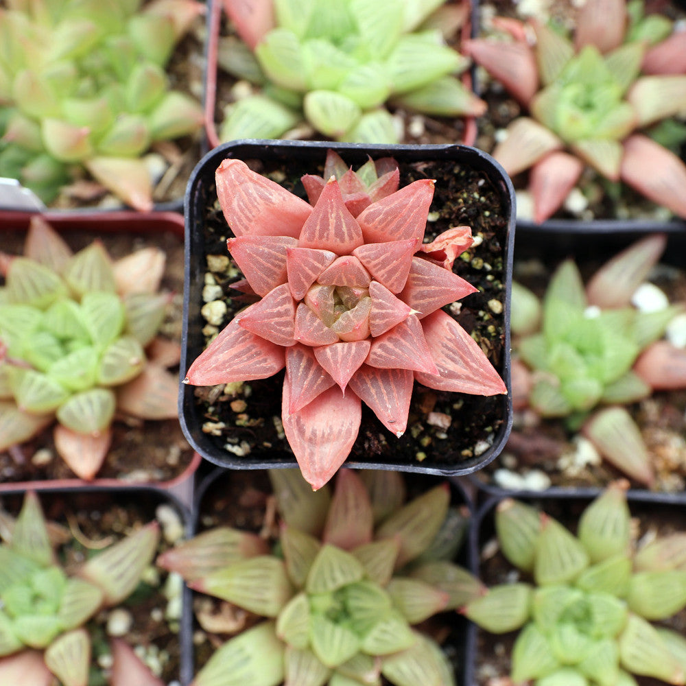 Haworthia retusa f. geraldii