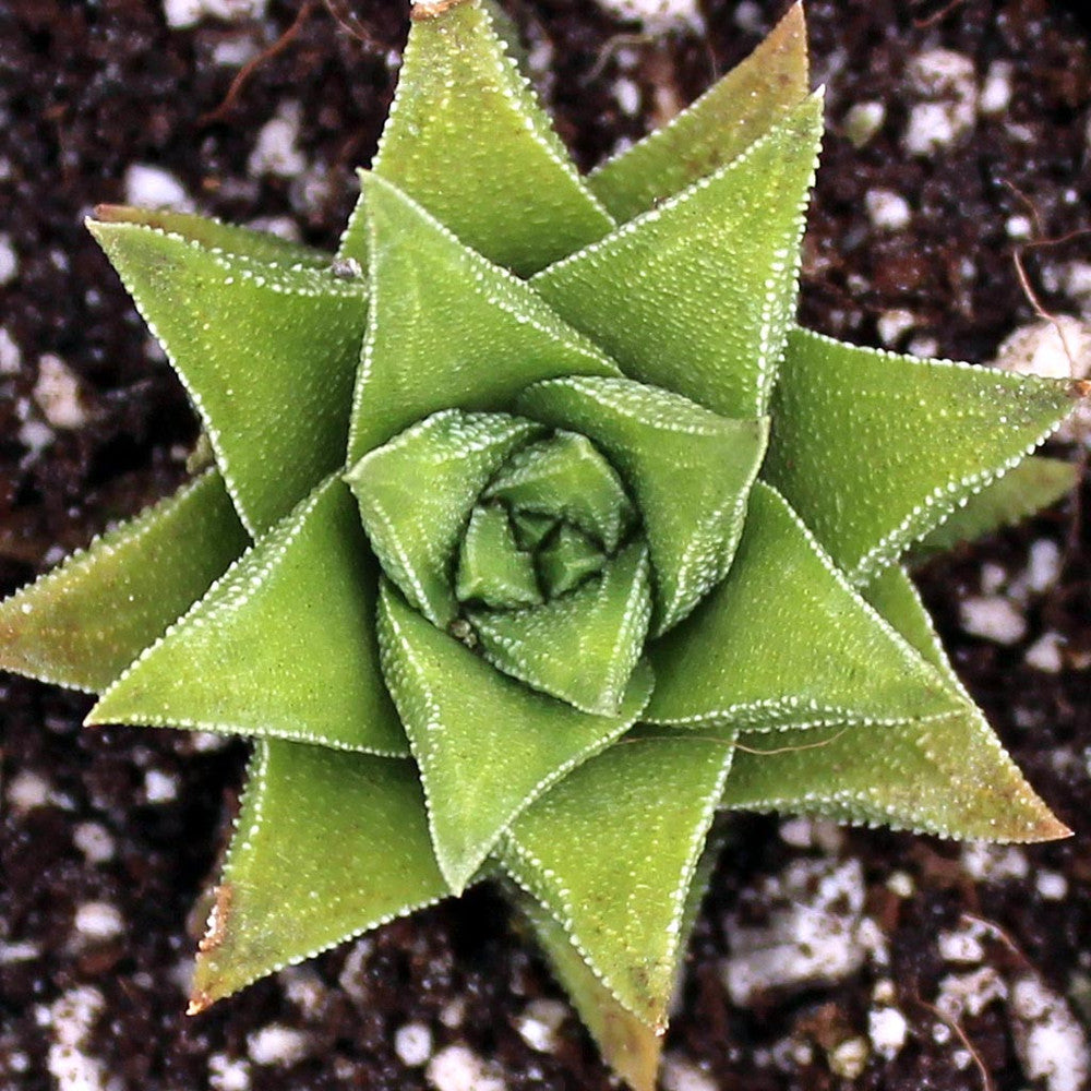 Haworthia cassytha