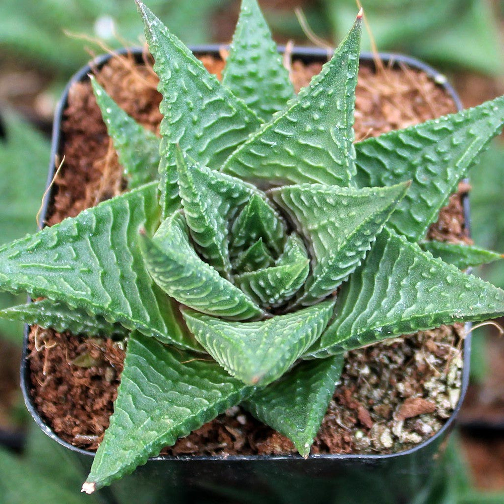 Haworthia limifolia - Fairy Washboard