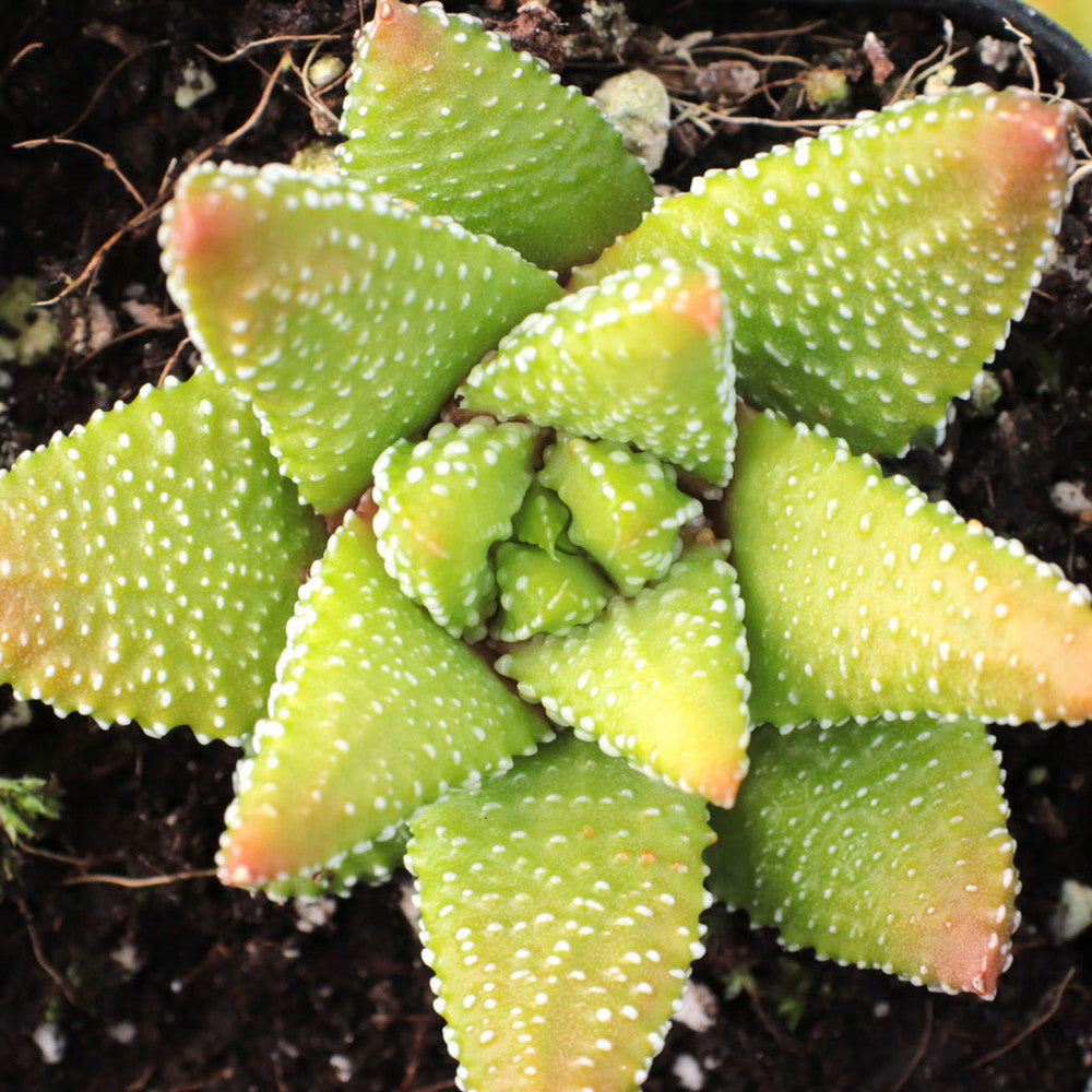 Haworthia attenuata f/ Enon