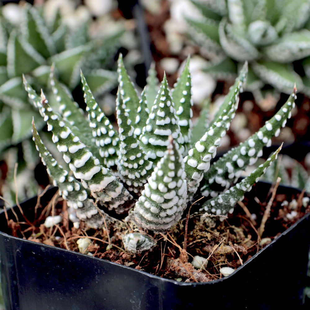 Haworthia 'Big Band'
