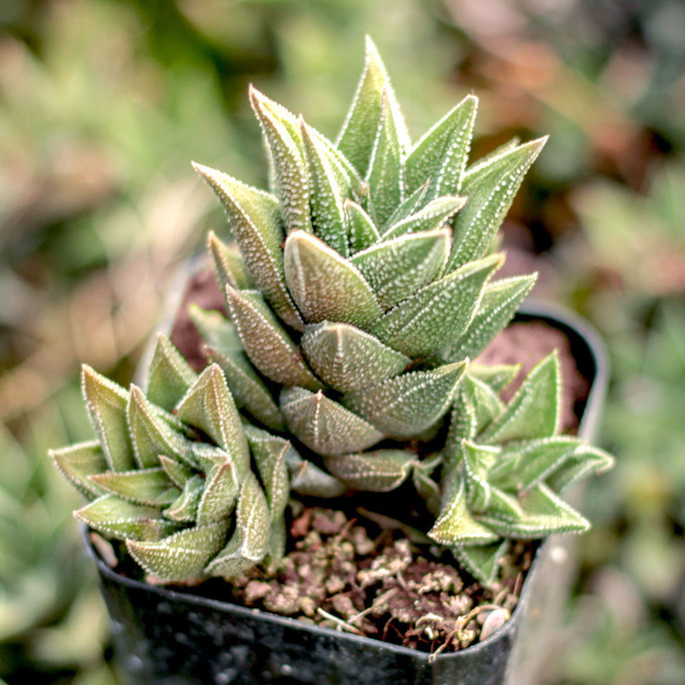 Haworthia cassytha