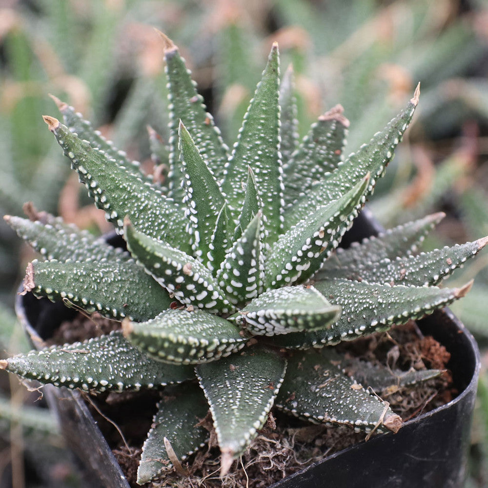 Haworthia attenuata f. clariperla