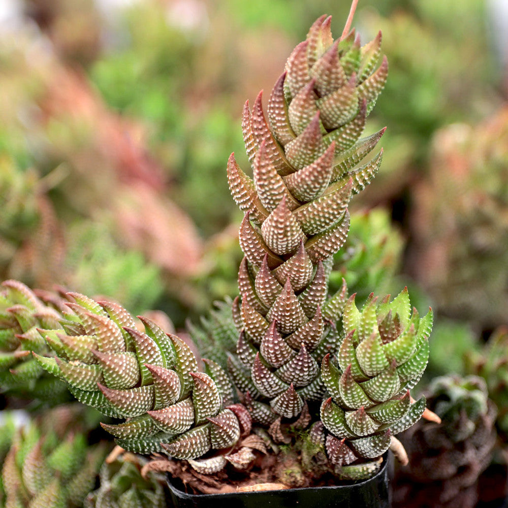 Haworthia coarctata var. tenuis