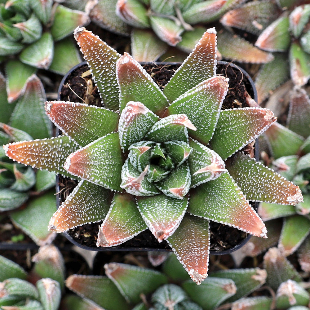 Haworthia 'Concolor'