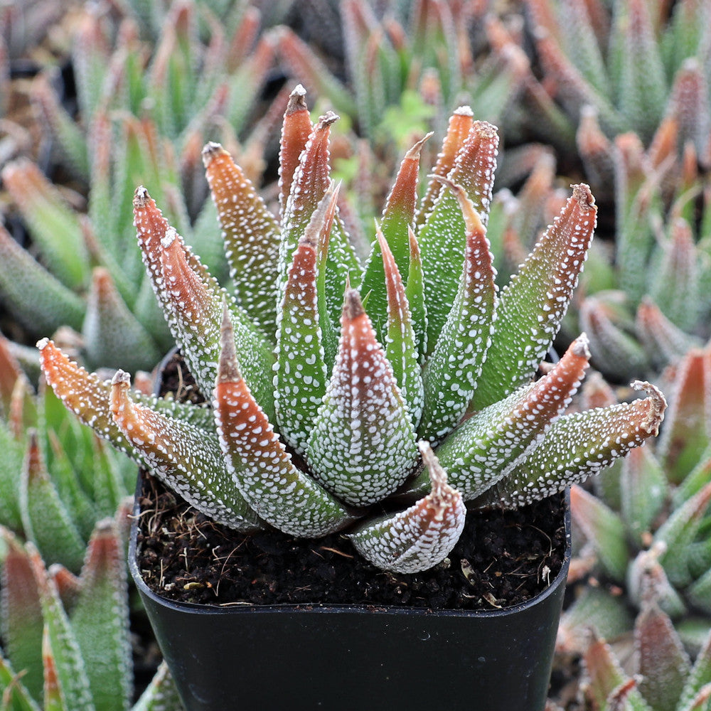 Haworthia 'Concolor'