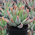 Haworthia 'Concolor'