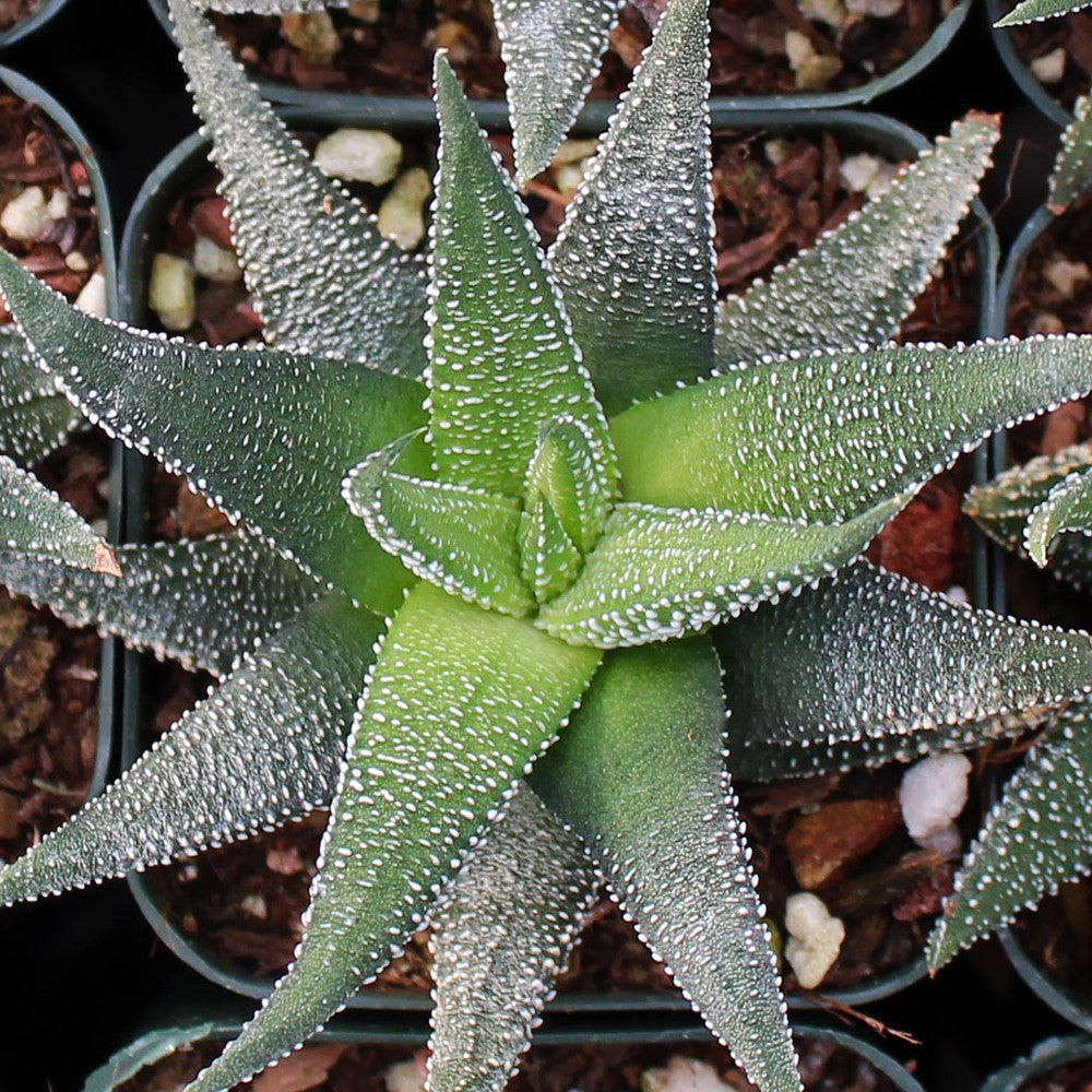 Haworthia 'Concolor'