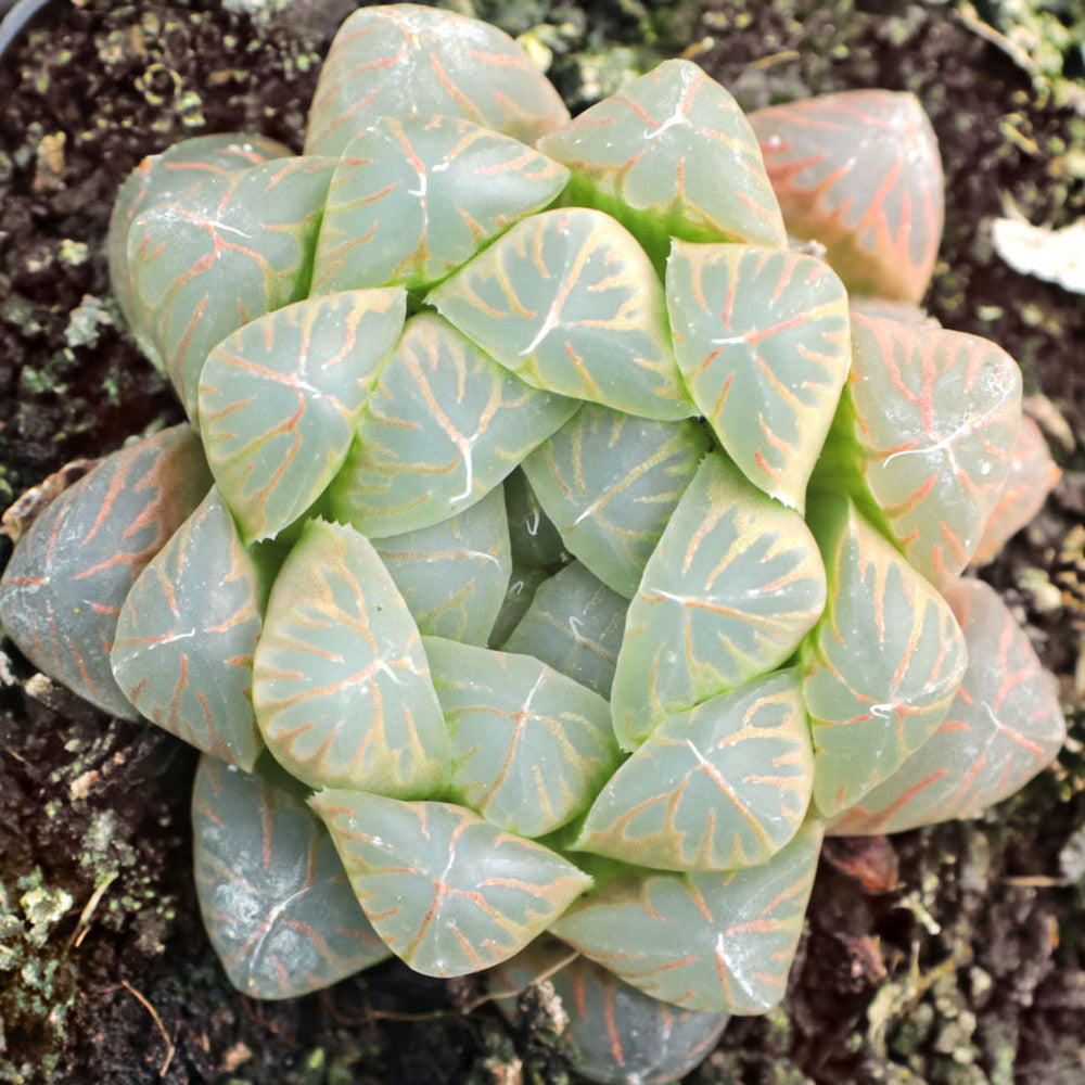 Haworthia cooperi var. truncata - Alien Eggs