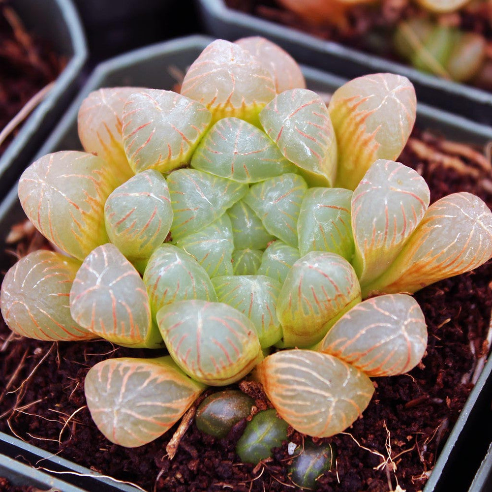 Haworthia cooperi var. truncata - Alien Eggs